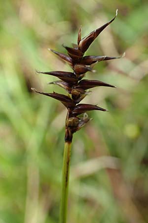 Carex davalliana \ Davalls Segge, Torf-Segge / Turf Sedge, Bath Sedge, F Col de la Bonette 8.7.2016