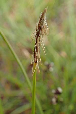 Carex davalliana \ Davalls Segge, Torf-Segge / Turf Sedge, Bath Sedge, F Col de la Bonette 8.7.2016