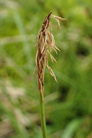 Carex davalliana \ Davalls Segge, Torf-Segge / Turf Sedge, Bath Sedge, F Col de la Bonette 8.7.2016