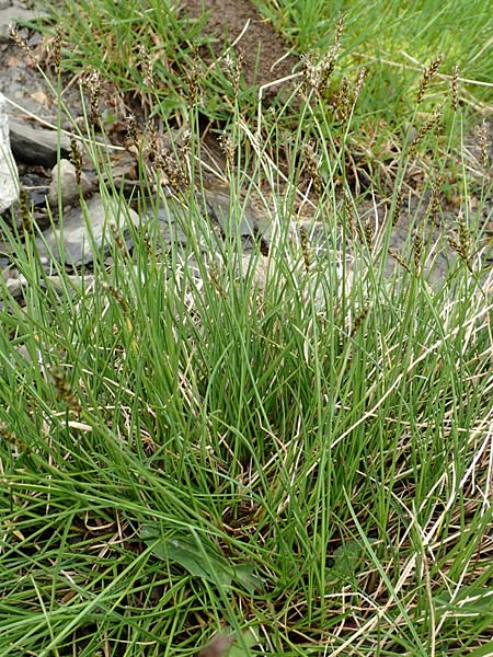 Carex davalliana \ Davalls Segge, Torf-Segge / Turf Sedge, Bath Sedge, F Col de la Bonette 8.7.2016