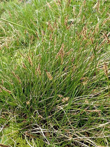 Carex davalliana \ Davalls Segge, Torf-Segge / Turf Sedge, Bath Sedge, F Col de la Bonette 8.7.2016