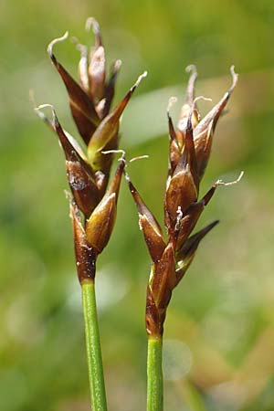 Carex davalliana \ Davalls Segge, Torf-Segge / Turf Sedge, Bath Sedge, F Col de la Cayolle 9.7.2016