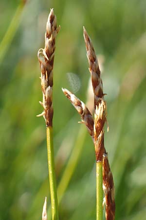 Carex davalliana \ Davalls Segge, Torf-Segge / Turf Sedge, Bath Sedge, F Col de la Cayolle 9.7.2016