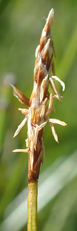 Carex davalliana \ Davalls Segge, Torf-Segge / Turf Sedge, Bath Sedge, F Col de la Cayolle 9.7.2016