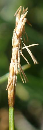 Carex davalliana \ Davalls Segge, Torf-Segge / Turf Sedge, Bath Sedge, F Col de la Cayolle 9.7.2016