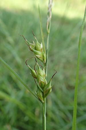 Carex depauperata \ Armbltige Segge, Verarmte Segge, F Neuf Brisach 5.6.2018