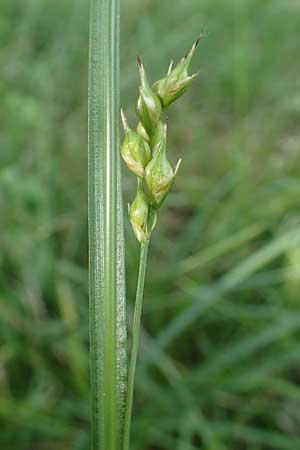 Carex depauperata \ Armbltige Segge, Verarmte Segge / Starved Wood Sedge, F Neuf Brisach 5.6.2018