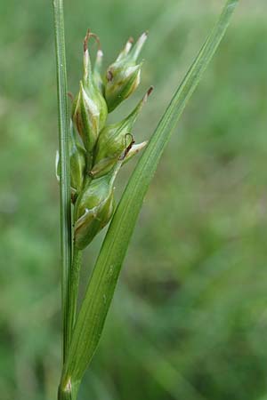 Carex depauperata \ Armbltige Segge, Verarmte Segge / Starved Wood Sedge, F Neuf Brisach 5.6.2018