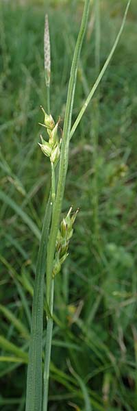 Carex depauperata \ Armbltige Segge, Verarmte Segge / Starved Wood Sedge, F Neuf Brisach 5.6.2018