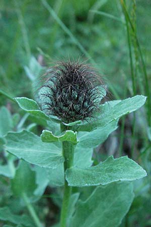 Centaurea pectinata \ Kamm-Flockenblume, F Mont Aigoual 8.6.2006