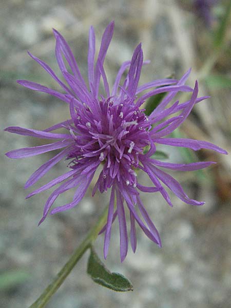 Centaurea microptilon \ Kleinfederige Flockenblume, F Pyrenäen, Eus 14.8.2006