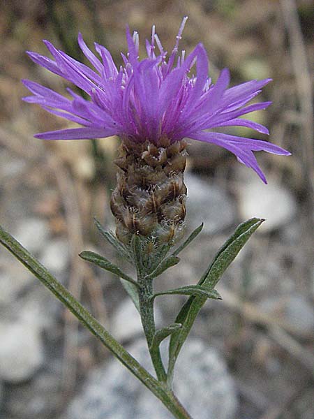 Centaurea microptilon \ Kleinfederige Flockenblume, F Pyrenäen, Eus 14.8.2006