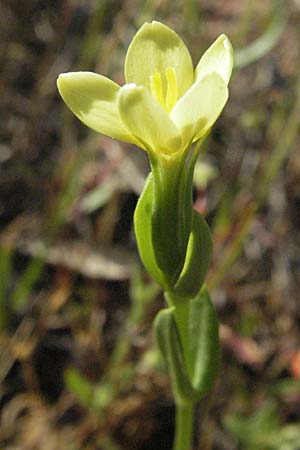 Centaurium maritimum \ Gelbes Tausendgldenkraut / Yellow Centaury, Sea Centaury, F Maures, Bois de Rouquan 12.5.2007