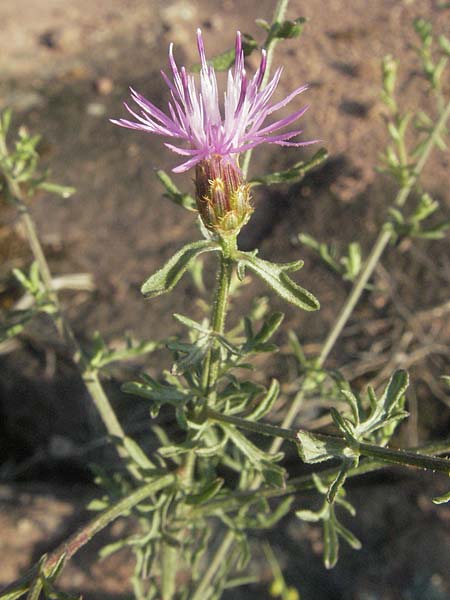 Centaurea leucophaea \ Blassbraune Flockenblume / Whitish-Leaved Knapweed, F Maures, Bois de Rouquan 12.5.2007