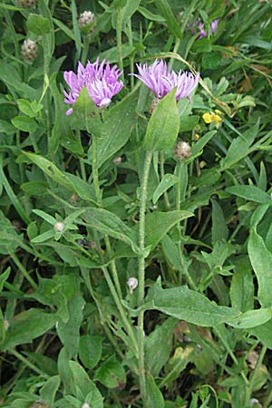 Centaurea jacea ? \ Wiesen-Flockenblume / Brown Knapweed, F St. Martin-de-Crau 13.5.2007