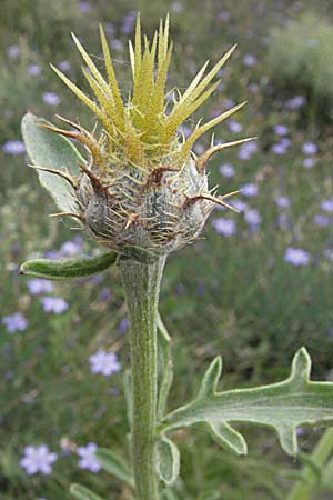 Centaurea collina \ Hgel-Flockenblume / Hill Knapweed, F Corbières, Talairan 13.5.2007