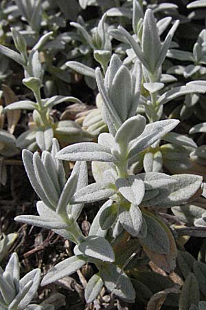 Cerastium tomentosum \ Filziges Hornkraut, Silber-Teppich / Snow in Summer, F Corbières, Talairan 13.5.2007