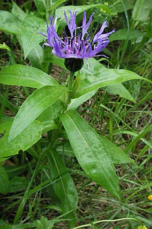 Centaurea montana \ Berg-Flockenblume, Berg-Kornblume / Perennial Cornflower, F Col de l'Allimas 17.5.2007