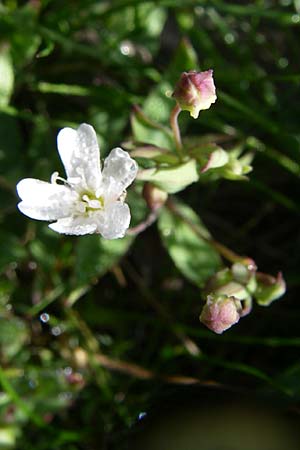 Silene rupestris \ Felsen-Leimkraut, F Vogesen, Grand Ballon 21.6.2008