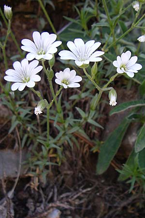 Cerastium tomentosum \ Filziges Hornkraut, Silber-Teppich / Snow in Summer, F Col de Gleize 22.6.2008