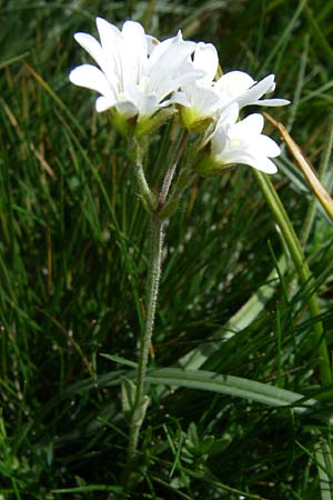 Cerastium cerastoides ? \ Dreigriffeliges Hornkraut / Starwort Mouse-Ear, F Pyrenäen/Pyrenees, Port d'Envalira 26.6.2008