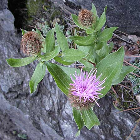 Centaurea pectinata \ Kamm-Flockenblume, F Pyrenäen, Olette 27.6.2008