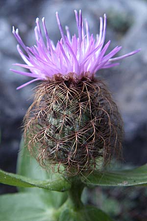 Centaurea pectinata \ Kamm-Flockenblume, F Pyrenäen, Olette 27.6.2008