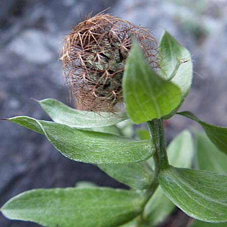 Centaurea pectinata / Comb Knapweed, F Pyrenees, Olette 27.6.2008