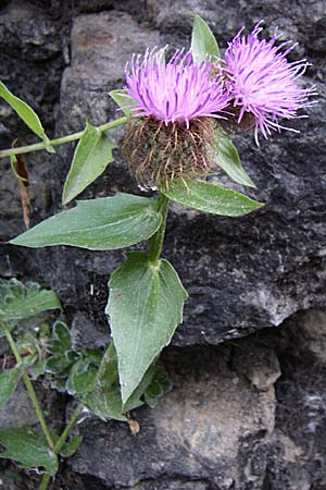 Centaurea pectinata \ Kamm-Flockenblume, F Pyrenäen, Olette 27.6.2008