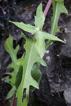 Centaurea pectinata / Comb Knapweed, F Pyrenees, Olette 27.6.2008