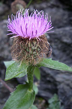 Centaurea pectinata \ Kamm-Flockenblume, F Pyrenäen, Olette 27.6.2008