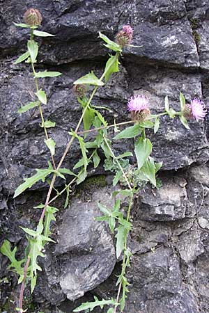 Centaurea pectinata \ Kamm-Flockenblume, F Pyrenäen, Olette 27.6.2008