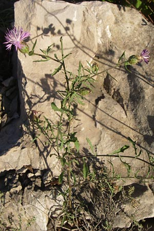 Centaurea aspera \ Raue Flockenblume / Rough Star-Thistle, F Frontignan 28.6.2008