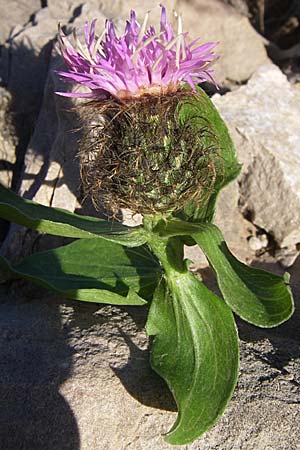 Centaurea pectinata \ Kamm-Flockenblume / Comb Knapweed, F Pyrenäen/Pyrenees, Olette 28.6.2008