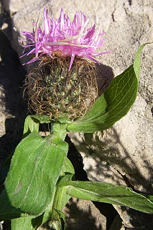 Centaurea pectinata \ Kamm-Flockenblume, F Pyrenäen, Olette 28.6.2008