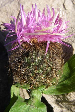 Centaurea pectinata \ Kamm-Flockenblume, F Pyrenäen, Olette 28.6.2008