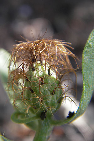 Centaurea pectinata \ Kamm-Flockenblume / Comb Knapweed, F Saint-Guilhem-le-Desert 1.6.2009