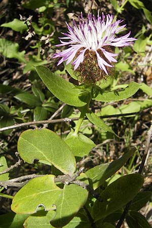 Centaurea pectinata \ Kamm-Flockenblume, F Lac de Salagou 4.6.2009