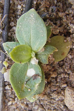 Centaurium erythraea \ Echtes Tausendgldenkraut, F Bitche 10.7.2010