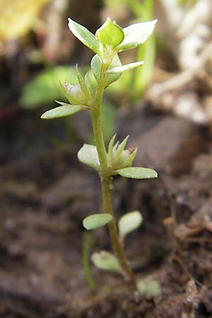 Lysimachia minima \ Acker-Kleinling, Zwerg-Gauchheil, F Bitche 4.9.2010