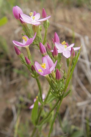 Centaurium erythraea \ Echtes Tausendgldenkraut, F Bitche 25.6.2011