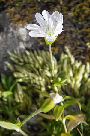 Cerastium latifolium ? \ Breitblttiges Hornkraut, Kalkalpen-Hornkraut, F Pyrenäen, Gourette 25.8.2011