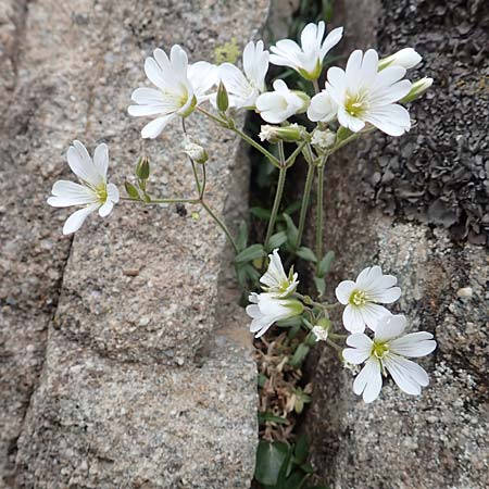 Cerastium arvense subsp. strictum \ Steifes Acker-Hornkraut, F Col de la Bonette 8.7.2016