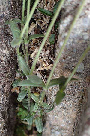 Cerastium arvense subsp. strictum / American Field Mouse-Ear, F Col de la Bonette 8.7.2016