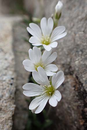 Cerastium arvense subsp. strictum / American Field Mouse-Ear, F Col de la Bonette 8.7.2016