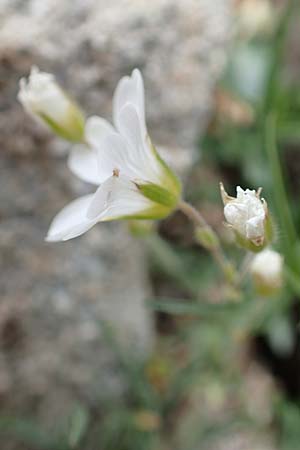 Cerastium arvense subsp. strictum \ Steifes Acker-Hornkraut, F Col de la Bonette 8.7.2016