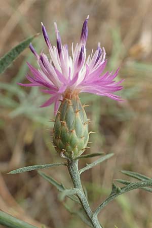 Centaurea aspera \ Raue Flockenblume / Rough Star-Thistle, F Pyrenäen/Pyrenees, Ille-sur-Tet 22.7.2018