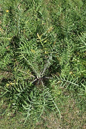 Cirsium eriophorum \ Wollkopf-Kratzdistel, Woll-Kratzdistel / Wooly Thistle, F Pyrenäen/Pyrenees, Segre - Schlucht / Gorge 2.8.2018