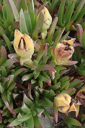 Carpobrotus edulis \ Gelbe Mittagsblume, F Canet-en-Roussillon 9.8.2018