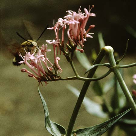 Centranthus ruber subsp. ruber \ Rote Spornblume / Red Valerian, F Cirque de Navacelles 21.6.1985